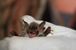 Natterers Bat by Miranda Collett                 